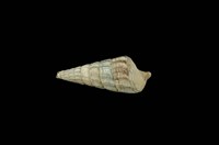 藏品(泥海蜷)的圖片